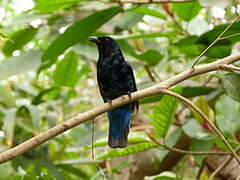 Asian Fairy-bluebird