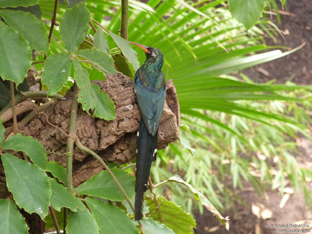 Green Wood Hoopoe