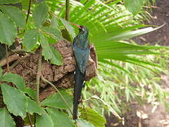 Green Wood Hoopoe