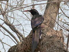 Green Wood Hoopoe