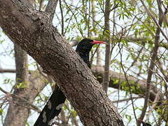 Green Wood Hoopoe