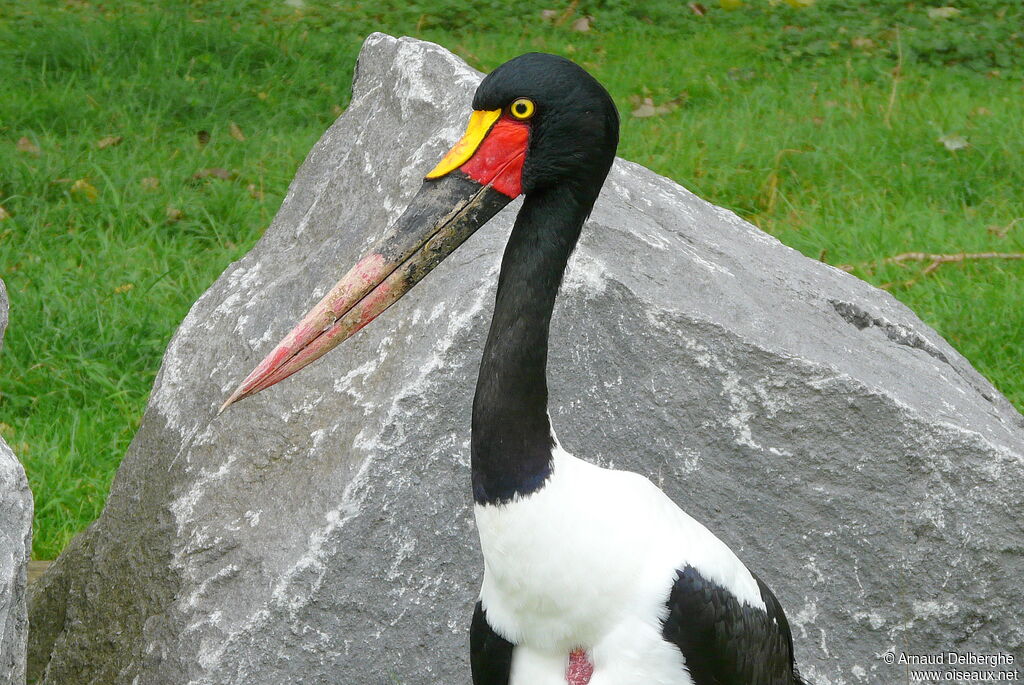 Saddle-billed Stork