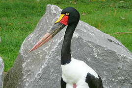 Saddle-billed Stork