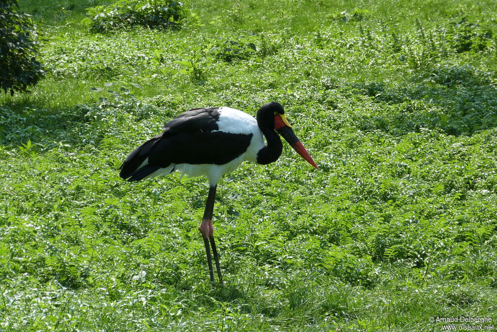 Saddle-billed Stork