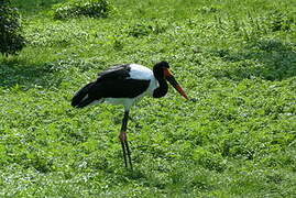 Saddle-billed Stork