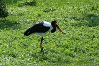 Jabiru d'Afrique