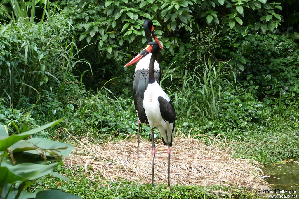 Jabiru d'Afrique