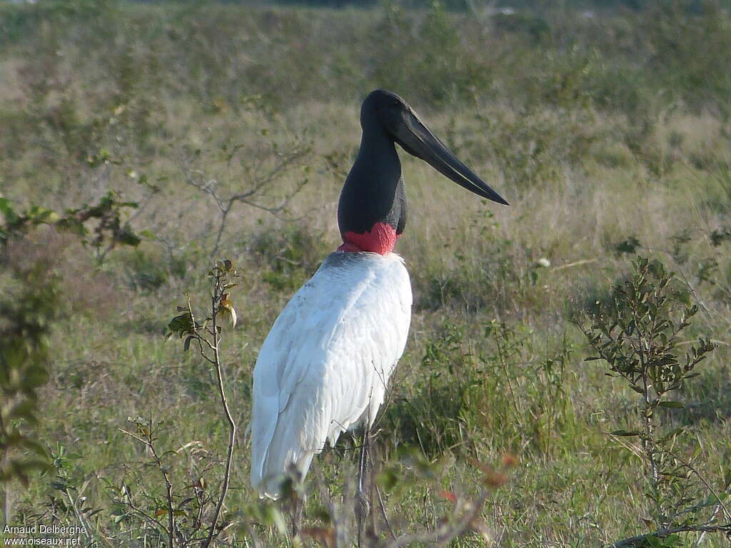 Jabiruadult, identification