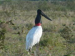 Jabiru d'Amérique