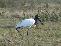 Jabiru d'Amérique