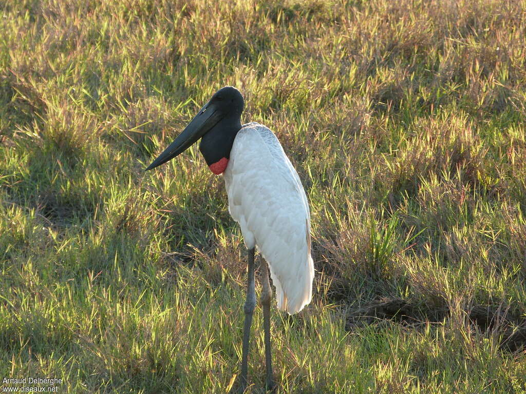 Jabiru d'Amériqueadulte, identification