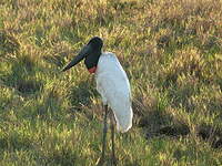 Jabiru d'Amérique