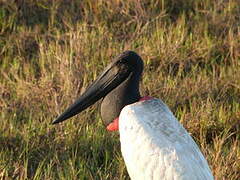 Jabiru d'Amérique