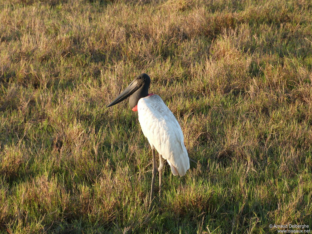 Jabiru d'Amérique