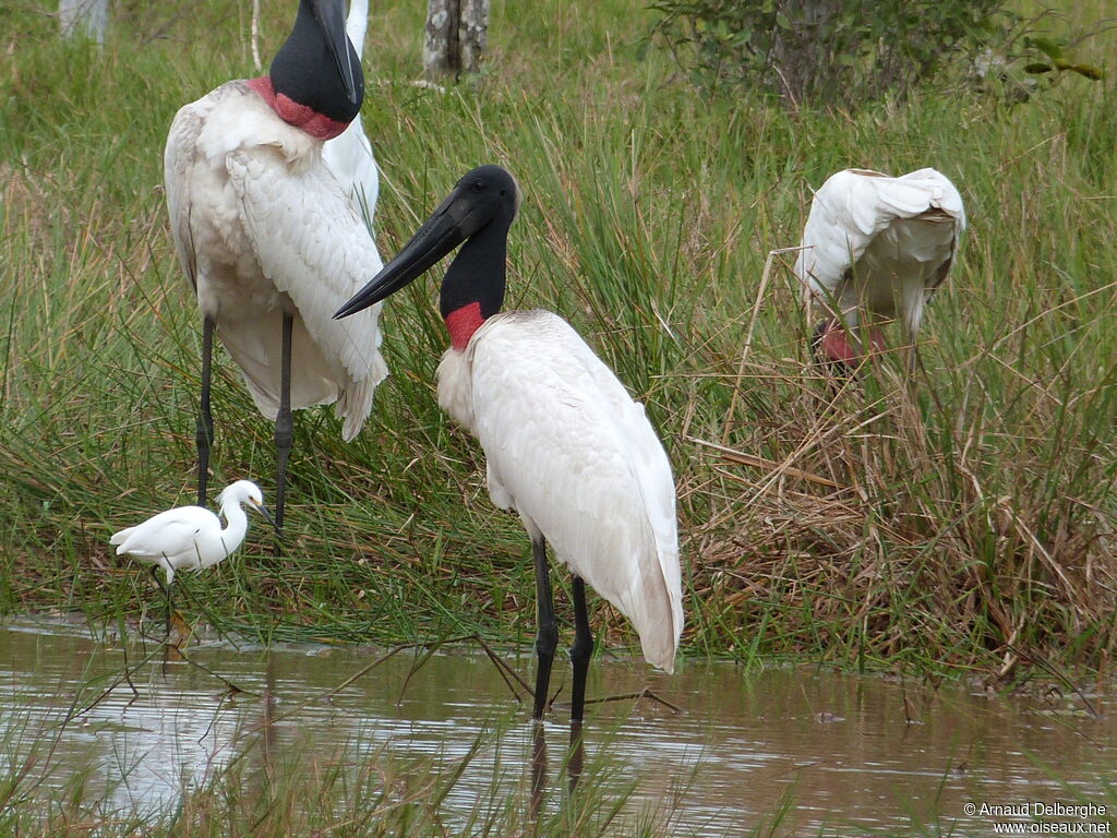 Jabiru