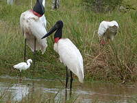 Jabiru d'Amérique