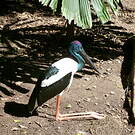 Jabiru d'Asie