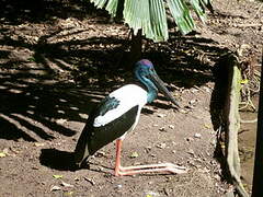 Black-necked Stork