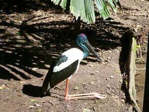 Jabiru d'Asie