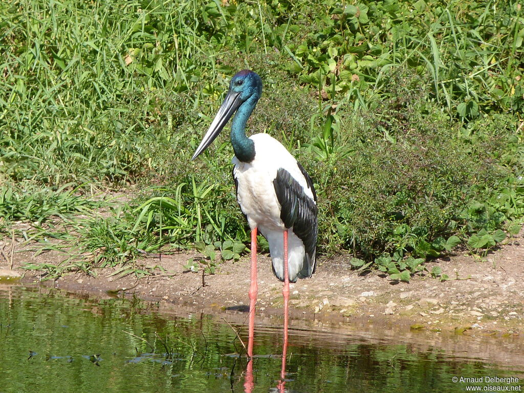 Black-necked Stork