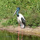 Jabiru d'Asie