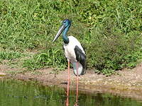 Jabiru d'Asie