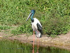 Black-necked Stork