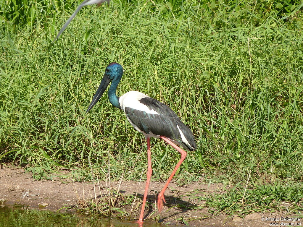 Jabiru d'Asie