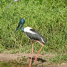 Jabiru d'Asie