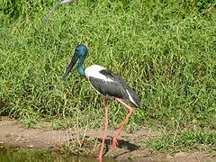 Black-necked Stork