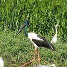 Jabiru d'Asie