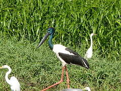 Black-necked Stork