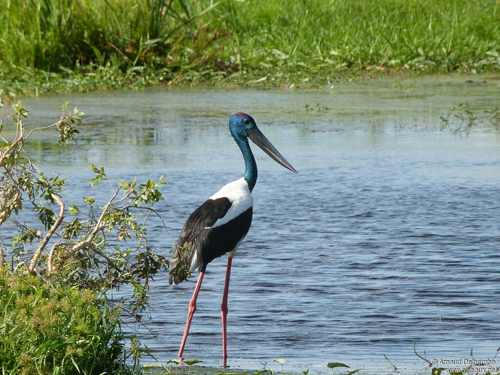 Jabiru d'Asie