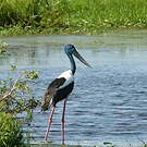 Jabiru d'Asie