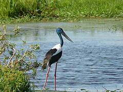 Black-necked Stork