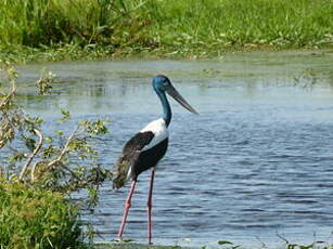 Jabiru d'Asie