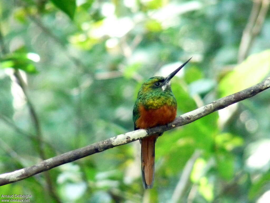 Jacamar à couronne bleueadulte, portrait