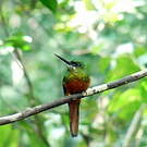 Jacamar à couronne bleue