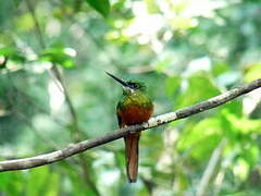 Jacamar à couronne bleue