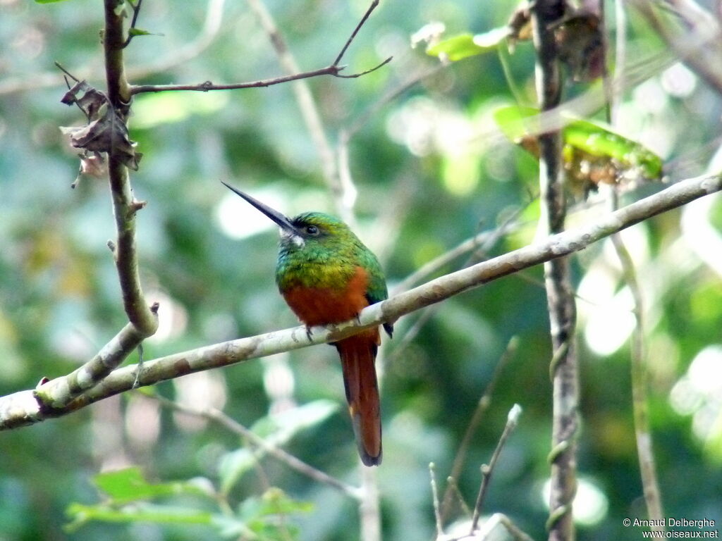 Bluish-fronted Jacamar