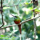Jacamar à couronne bleue
