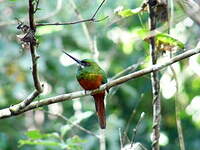 Jacamar à couronne bleue