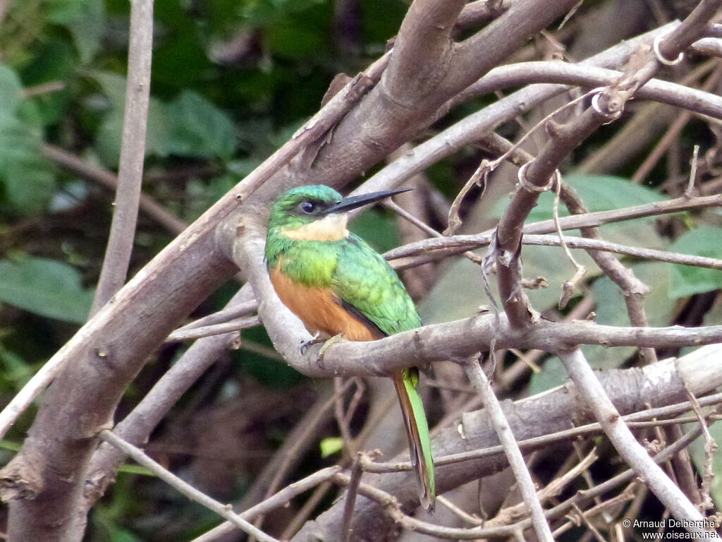 Rufous-tailed Jacamar