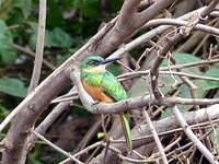 Jacamar à queue rousse