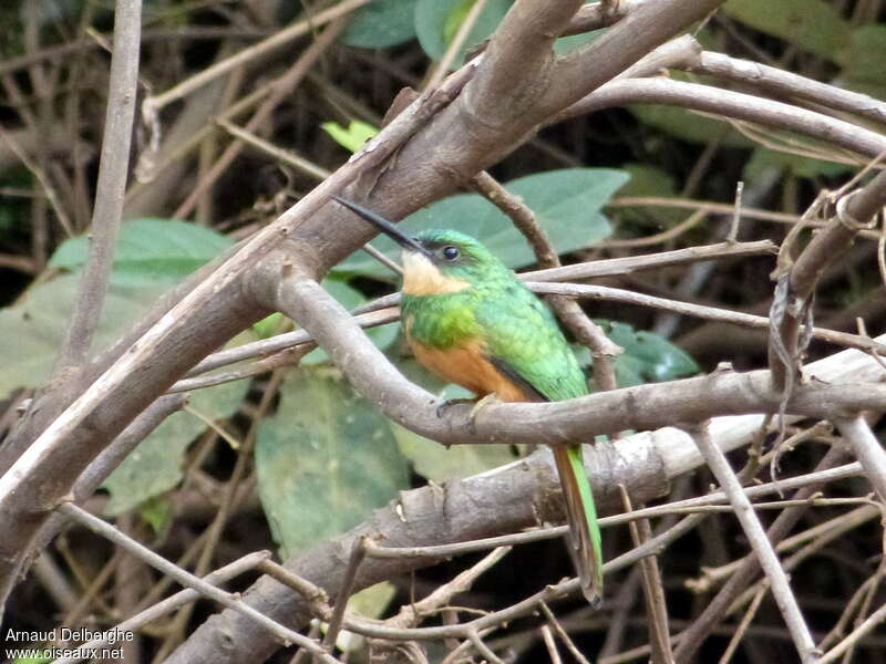 Jacamar à queue rousse femelle adulte, camouflage, pigmentation