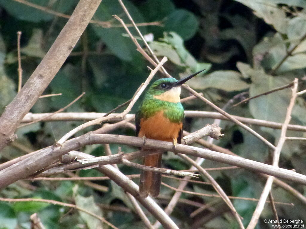 Jacamar à queue rousse