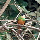 Jacamar à queue rousse