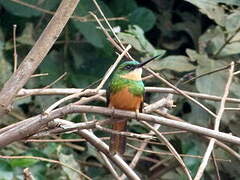 Jacamar à queue rousse