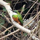 Jacamar à queue rousse