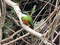 Jacamar à queue rousse